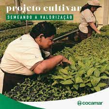 PROJETO CULTIVAR - Cocamar