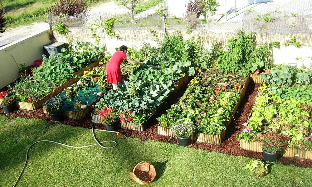 Horta de Manejo Orgânico - Eurofarma