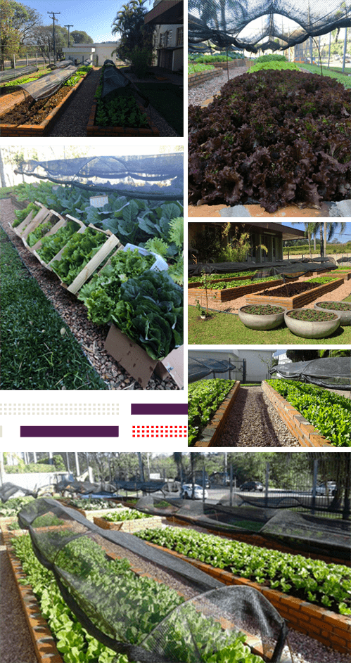Horta orgânica - Getnet