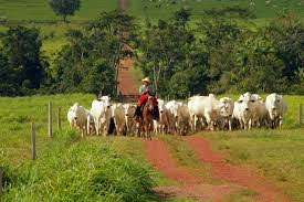  Projeto Pecuária Verde - DOW AGRO